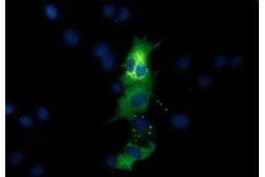 Anti-QPRT mouse monoclonal antibody (ABIN2453566) immunofluorescent staining of COS7 cells transiently transfected by pCMV6-ENTRY QPRT (RC202960). (QPRT anticorps)