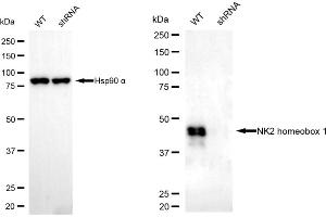 Western blotting analysis using NK2 homeobox 1 antibody (ABIN7799606).
