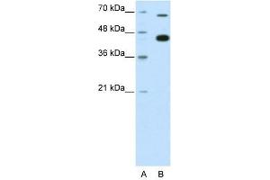 ZBTB33 antibody used at 0. (ZBTB33 anticorps  (N-Term))