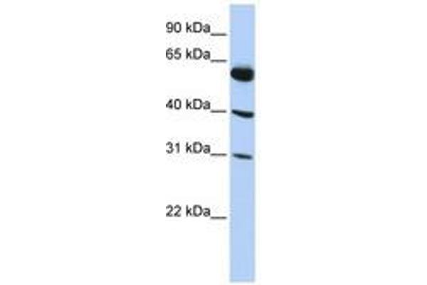 LYSMD4 抗体  (AA 35-84)