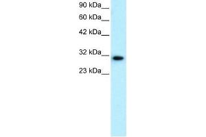 Human HepG2; WB Suggested Anti-DBP Antibody Titration: 0.