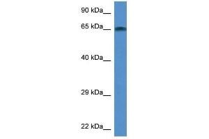 Western Blot showing Taf6l antibody used at a concentration of 1. (TAF6L anticorps  (Middle Region))