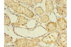 Immunohistochemistry of paraffin-embedded human kidney tissue using ABIN7144423 at dilution of 1:100 (Apolipoprotein D anticorps  (AA 21-189))