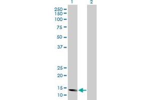 Western Blot analysis of ID2 expression in transfected 293T cell line by ID2 MaxPab polyclonal antibody.