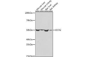 Western blot analysis of extracts of various cell lines, using DCR2 antibody (ABIN7271063) at 1:1000 dilution. (DcR2 anticorps)