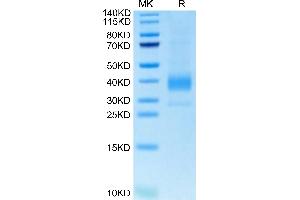 Biotinylated Cynomolgus Siglec-15 on Tris-Bis PAGE under reduced condition.
