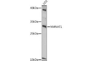 Western blot analysis of extracts of LO2 cells, using NMN antibody (ABIN7268909) at 1:1000 dilution. (NMNAT1 anticorps  (AA 1-150))