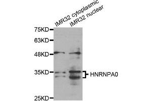 Western Blotting (WB) image for anti-Heterogeneous Nuclear Ribonucleoprotein A0 (HNRNPA0) antibody (ABIN1877058) (HNRNPA0 anticorps)