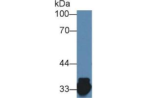 Detection of HADH in Porcine Kidney lysate using Polyclonal Antibody to Hydroxyacyl Coenzyme A Dehydrogenase (HADH) (HADH anticorps  (AA 1-236))