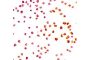 Immunohistochemistry (IHC) image for anti-serine/threonine Kinase 17a (STK17A) (N-Term) antibody (ABIN1031360) (STK17A anticorps  (N-Term))