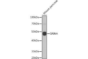 Western blot analysis of extracts of Mouse pancreas, using GRINA antibody (ABIN7267422) at 1:1000 dilution. (GRINA anticorps  (AA 1-100))