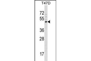 GCNT1 Antibody (Center) (ABIN1538540 and ABIN2848795) western blot analysis in T47D cell line lysates (35 μg/lane). (GCNT1 anticorps  (AA 63-91))