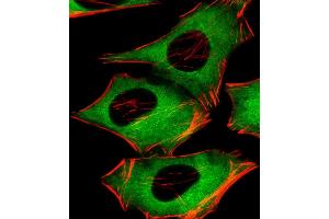 Immunofluorescent analysis of 4 % paraformaldehyde-fixed, 0.