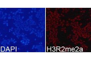 Immunofluorescence (IF) image for anti-Histone H3 (H3) (H3R2me2a) antibody (ABIN1873014)