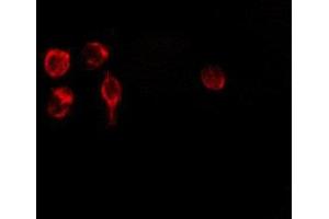 ABIN6275164 staining 293 by IF/ICC.