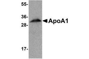 Western blot analysis of ApoA1 in human liver tissue lysate with AP30068PU-N ApoA1 antibody at 1 μg/ml. (APOA1 anticorps  (N-Term))