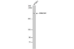 WB Image DYNC1H1 antibody detects DYNC1H1 protein by western blot analysis. (DYNC1H1 anticorps)