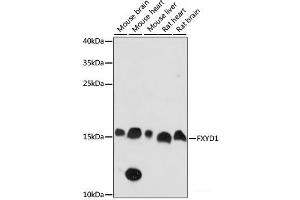 Western blot analysis of extracts of various cell lines using FXYD1 Polyclonal Antibody at dilution of 1:1000. (FXYD1 anticorps)