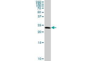 C1orf83 MaxPab polyclonal antibody.