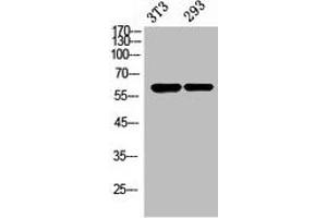 Western Blot analysis of NIH-3T3, 293 cells using Stra8 Polyclonal Antibody. (STRA8 anticorps  (Internal Region))