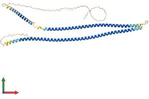 AlphaFold protein structure predicition of Mouse Recombinant Krt13 Protein, UniprotID P08730