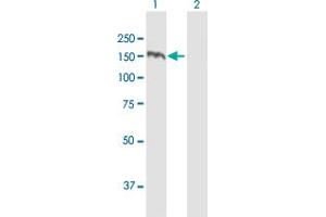Western Blot analysis of TBC1D1 expression in transfected 293T cell line by TBC1D1 MaxPab polyclonal antibody.