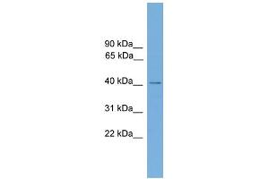 WB Suggested Anti-ZNF367 Antibody Titration:  0. (ZNF367 anticorps  (Middle Region))