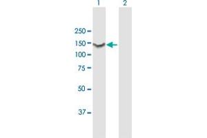 Western Blot analysis of HSPA4 expression in transfected 293T cell line by HSPA4 MaxPab polyclonal antibody.