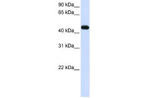 Western Blotting (WB) image for anti-Makorin Ring Finger Protein 2 (MKRN2) antibody (ABIN2458712) (MKRN2 anticorps)