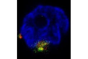 Immunofluorescence of Rabbit Anti-NGP Antibody. (Ngp anticorps)