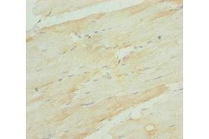 Immunohistochemistry of paraffin-embedded human skeletal muscle tissue using ABIN7168273 at dilution of 1:100