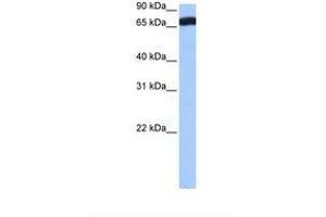 Image no. 1 for anti-Zinc Finger Protein 806 (ZNF806) (AA 447-496) antibody (ABIN6739475) (ZNF806 anticorps  (AA 447-496))