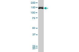 TRIM33 monoclonal antibody (M01), clone 6D1 Western Blot analysis of TRIM33 expression in Hela S3 NE ( Cat # L013V3 ). (TRIM33 anticorps  (AA 1006-1105))