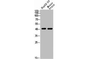 Western blot analysis of HEPG2-UV MOUSE-BRAIN using p-EDG-1 (T236) antibody. (S1PR1 anticorps  (pThr236))