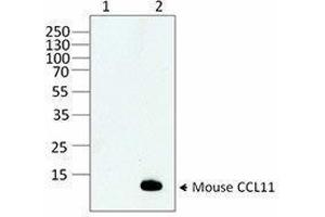 Western Blotting (WB) image for anti-Chemokine (C-C Motif) Ligand 11 (CCL11) antibody (ABIN7517588) (CCL11 anticorps)