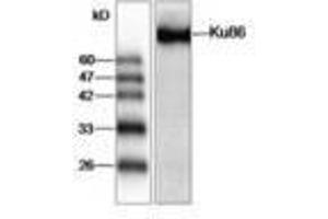 Image no. 1 for anti-X-Ray Repair Complementing Defective Repair in Chinese Hamster Cells 5 (Double-Strand-Break Rejoining) (XRCC5) (AA 1-210) antibody (ABIN791443)