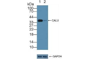Knockout Varification: Lane 1: Wild-type Jurkat cell lysate, Lane 2: CALU knockout Jurkat cell lysate, Predicted MW: 37kd Observed MW: 37kd Primary Ab: 3 μg/mL Rabbit Anti-Human CALU Antibody Second Ab: 0.
