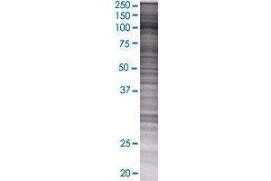KSR2 transfected lysate.