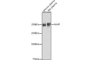 Western blot analysis of extracts of various cell lines, using ApoB antibody (ABIN3015447, ABIN3015448, ABIN5663872 and ABIN6217244) at 1:1000 dilution.