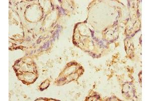 Immunohistochemistry of paraffin-embedded human placenta tissue using ABIN7147657 at dilution of 1:100