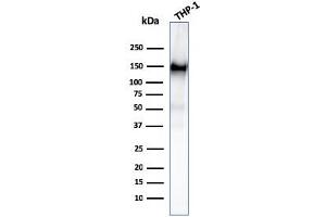 Western Blot Analysis of THP-1 cell lysate using CD31 Mouse Monoclonal Antibody (PECAM1/3527). (CD31 anticorps  (AA 625-738))