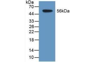 Detection of Recombinant TDH, Human using Polyclonal Antibody to L-Threonine Dehydrogenase (TDH) (Tdh anticorps  (AA 1-229))