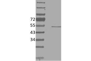 Image no. 1 for anti-V-Ets erythroblastosis Virus E26 Oncogene Homolog 1 (Avian) (ETS1) antibody (ABIN5067756) (ETS1 anticorps)