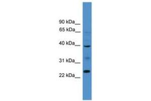 Image no. 1 for anti-Butyrophilin-Like 8 (BTNL8) (AA 161-210) antibody (ABIN6745463) (BTNL8 anticorps  (AA 161-210))