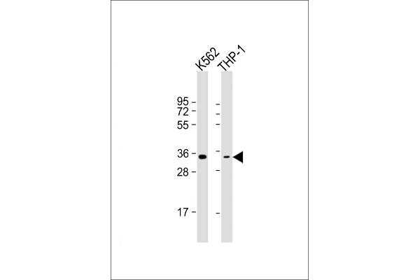 OR1F1 Antikörper  (C-Term)