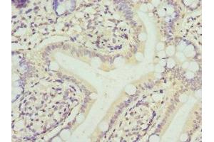 Immunohistochemistry of paraffin-embedded human small intestine tissue using ABIN7152793 at dilution of 1:100 (FGF19 anticorps  (AA 25-216))