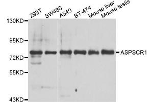 Western blot analysis of extracts of various cell lines, using ASPSCR1 antibody (ABIN5975297) at 1/1000 dilution. (ASPSCR1 anticorps)