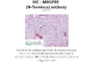 Image no. 1 for anti-MAS-Related GPR, Member F (Mrgprf) (Extracellular Domain), (N-Term) antibody (ABIN1737071) (Mrgprf anticorps  (Extracellular Domain, N-Term))