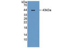Western blot analysis of recombinant Mouse MIP3b. (CCL19 anticorps  (AA 22-107))