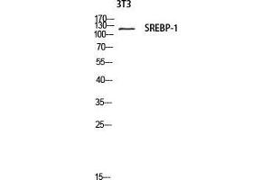 Western Blot (WB) analysis of 3T3 lysis using SREBP-1 antibody. (SREBF1 anticorps  (Tyr1175))